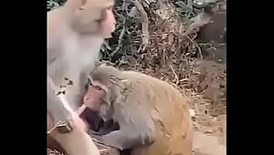 Monkey Masturbating
